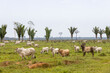 © freedom_wanted - Herd of Nelore cattle on a meadow in the Amazon rainforest between Manaus and Porto Velho in Brazil, South America