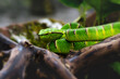 Green Pit viper