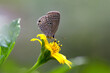 Butterfly on the yellow flower