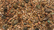Background of many dry fir cones, peeled fir cones and fir cone scales view from above