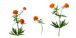 Few stems of orange forest wildflowers with green leaves at various angles on white background