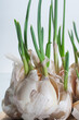 Many heads of sprouted garlic close up view