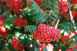 Rowan tree with many bunches of red berries at autumn day close up view