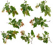 Many various branches of canadian maple tree with green leaves and red seeds on white background