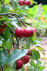 Wall Mural - small red crab apples on the tree