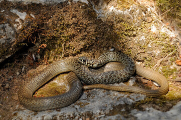 Canvas Print - Balkan whip snake // Balkan-Zornnatter (Hierophis gemonensis) - Crete, Greece