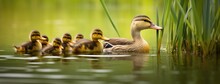 A Female Mallard Leads Her Adorable Ducklings Along The Tranquil Riverbank, Basking In The Warm Sun And Showcasing The Beauty Of Nature's Renewal.