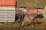 Fototapeta  - Reindeer in city center of Longyearbyen. Former mining town Longyearbyen, capital of Svalbard, Spitsbergen, Norway. 