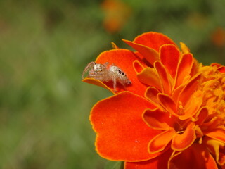 Wall Mural - Tiny, female jumping spider (Thyene imperialis) sitting on a bright orange marigold flower