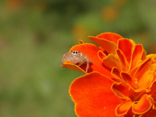 Wall Mural - Tiny, female jumping spider (Thyene imperialis) sitting on a bright orange marigold flower
