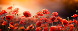 Fototapeta Maki - red poppy flowers in the field on a white background, in the style of silver and green,