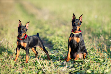 Two puppies of a black-brown miniature pinscher with cropped ears are sitting on a green lawn in summer