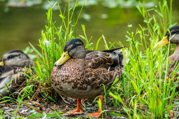 Wall Mural - duck in the grass