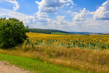 Wall Mural - Sunflower field before harvest. Background with selective focus