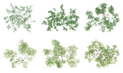 Wall Mural - Set of green outside tree on top view isolated on transparent background, 2d plants, 3d render illustration.