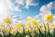 Bright daffodils flower amidst sunny skies and fluffy clouds in spring. Generative AI