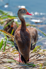Wall Mural - Black-bellied Whistling-Duck