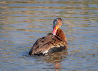 Wall Mural - Black-bellied Whistling-Duck