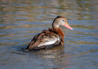 Wall Mural - Black-bellied Whistling-Duck