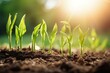 young maize sprouts in spring, soft focus. growing green corn seedling sprouts in cultivated farm field. scene with corn's sprouts in soil. Generative AI