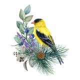 Fototapeta  - Winter decoration with goldfinch bird. Watercolor illustration. Hand drawn nature style decor with goldfinch, pine, eucalyptus, juniper. Wintertime cozy natural decor. White background