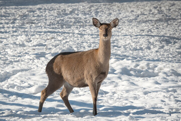 Poster -  deer female deer the backdrop of a snowy forest