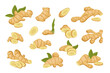 © alex_cardo - zinziber gingers set. cut ginger roots slices, cartoon tea gingers isolated on white background. vector cartoon flat plants.