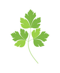 Wall Mural - A sprig of young parsley. Fresh greens. Flat design.