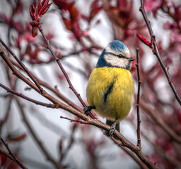 Wall Mural - a bird on a branch