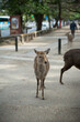 A young Nara deer looking straight at camera