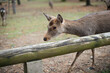 A side view of young Nara Deer 