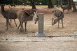Deer of Nara rubbing their itchy head on pillar