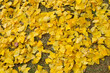 Yellow autumn leaves on the ground 