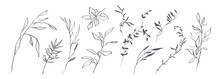 Set Of Hand Drawn Botanical Flowers, Branches And Leaves. Trendy Sketch Elements Of Wild And Garden Plants In Line Art Style. Vector Illustration On White Background
