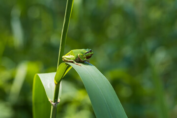 Wall Mural - Hyla arborea - Green tree frog on a stalk. The background is green. The photo has a nice bokeh. Wild photo