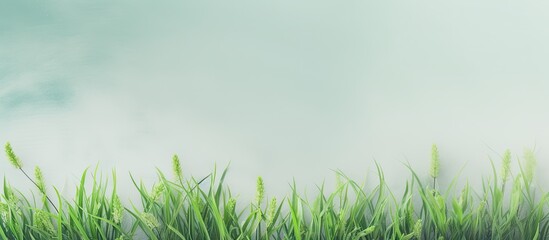 Canvas Print - Studio shot of lush green grass isolated pastel background Copy space