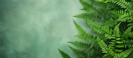 Poster - Green wild ferns as isolated pastel background Copy space