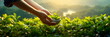 worker's hands meticulously harvesting vibrant green tea leaves in a well-tended tea plantation . Generative AI