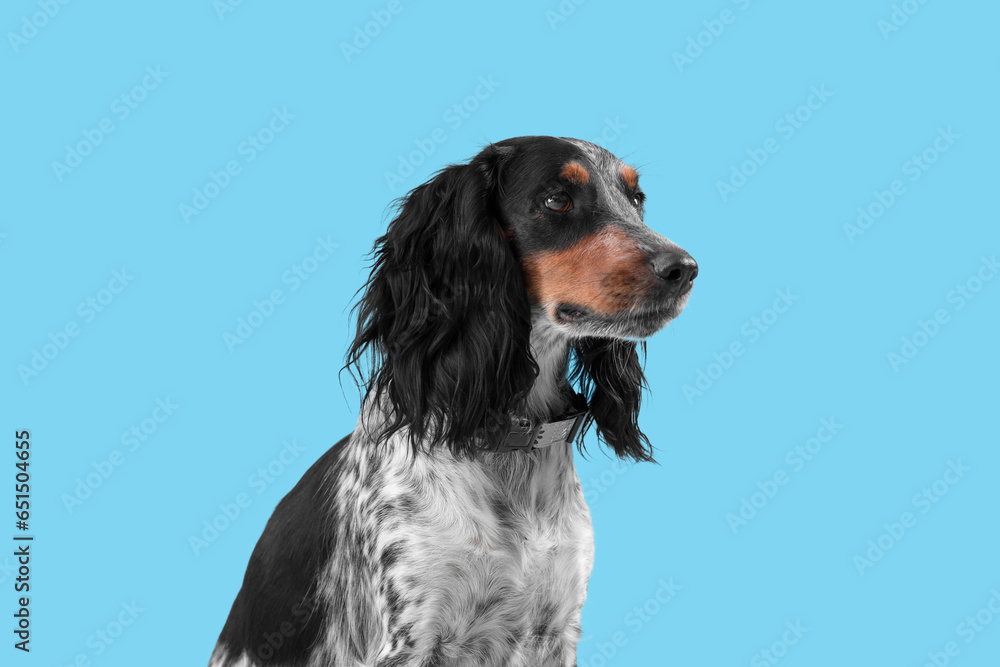 Portrait of cute cocker spaniel on blue background