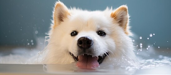 Poster - Akita Inu dog enjoying bath with funny expression in pet spa