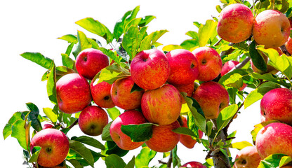 Apple tree branch with red apples and green leaves on transparent background.