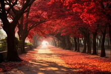 Autumn In The Park With Red Leaves On The Ground And Road, Royal Poinciana Or Flamboyant Trees, Beautiful Trees Landscape, Red Flowers, Maple Trees, October, September Scenery
