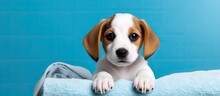 Clean Beagle Dog Lies On Blue Background Wrapped In White Towel Pet Grooming Banner Copy Space