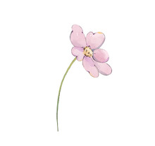 Watercolor Floral Illustration Of  Pink Wildflower