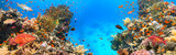 Fototapeta Fototapety do akwarium - Underwater Tropical Corals Reef with colorful sea fish. Marine life sea world. Tropical colourful underwater seascape.