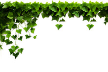 Ivy Vine With Green Leaves, Liana Branches With Foliage Isolated On White Background.