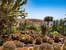 Palm Trees And Cactus At The Oasis Wildlife In Fuerteventura