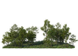 Wall Mural - Forest with many trees and plants on transparent background