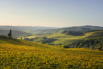 Poster - Panzano in Chianti vineyards landscape at sunset. Tuscany, Italy