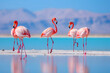 Wild african birds, Group african flamingos walking around the blue lagoon on a sunny day